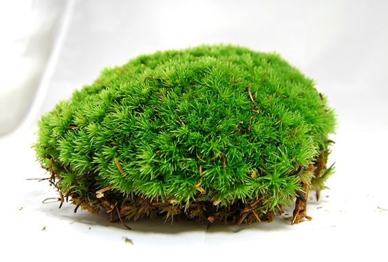 Leucobrycuim Glaucum (Pin Cushion Moss)