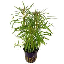 Kaiser Aquatics - Pogostemon stellatus (Octopus)