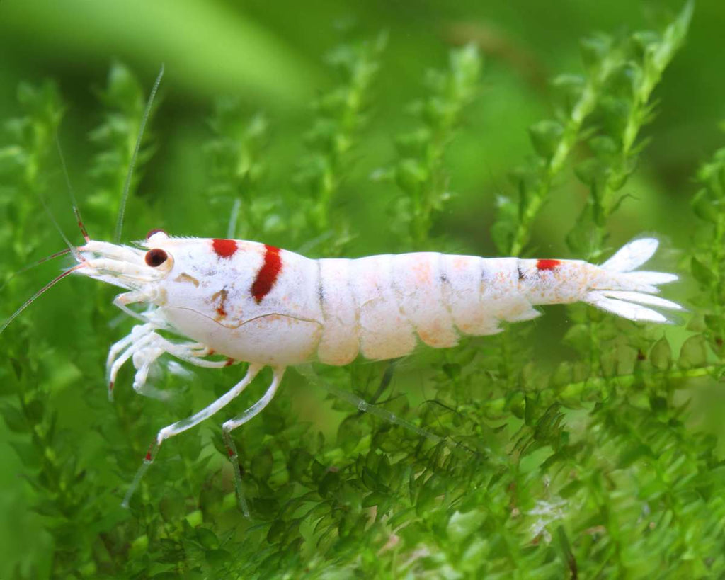 Skyfish - Caridina logemanni (Pure Red Line)