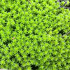 Live Racomitrium Moss ( 8x8cm)