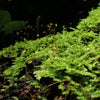 Racopilum Cuspidigerum Moss