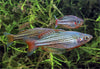 Melanotaenia maccullochi (McCulloch's Rainbowfish)