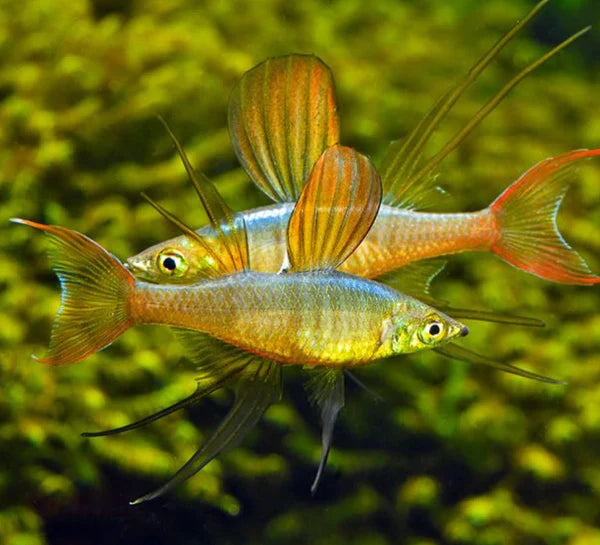 Iriantherina warneri (Rainbow threadfin werneri)