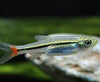 Rasbora borapentensis - Redtail Rasbora