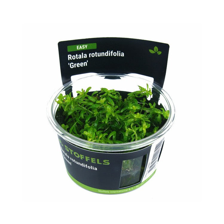 Stoffels Rotala rotundifolia 'Green'