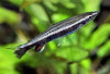 Nannostomus eques (Hockey Stock Pencilfish)