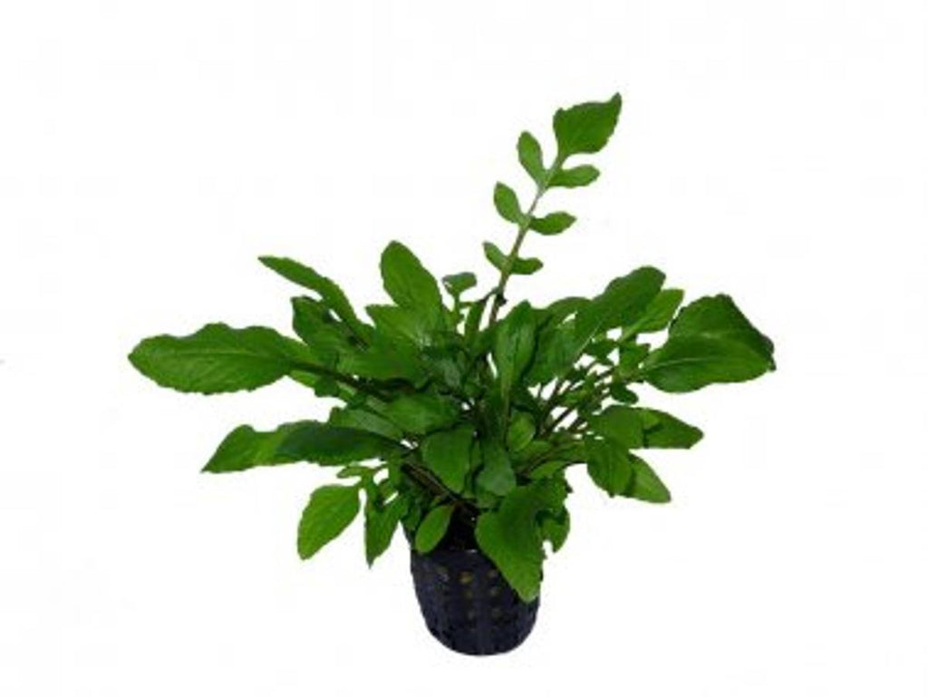 A Rorippa aquatica plant growing in a black net pot, displaying lush green leaves with a mix of broad and lobed shapes. The plant is set against a white background, highlighting its healthy foliage and structured growth.