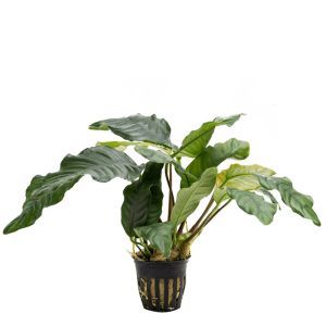 Stoffels Anubias barteri var. coffeifolia – Potted Plant