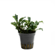 Sticky Image