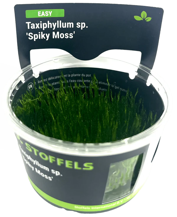 Stoffels - Taxiphyllum sp. 'Spiky Moss' IN-VITRO