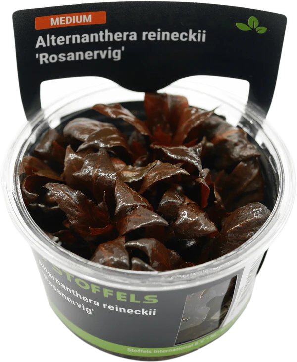 Stoffels Alternanthera Reineckii 'Rosanervig' TC