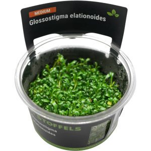Stoffels Glossostigma elatinoides In-Vitro