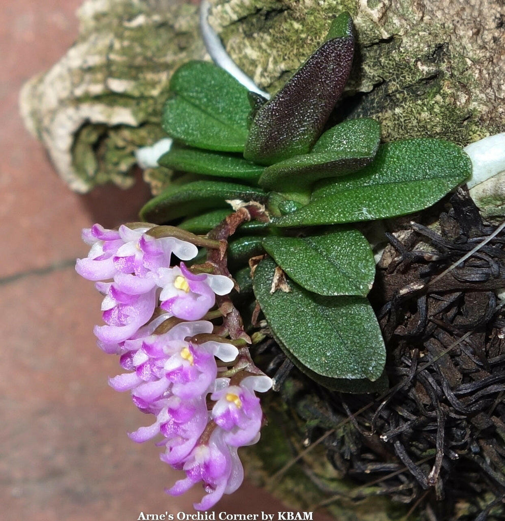 Schoenorchis fragrans