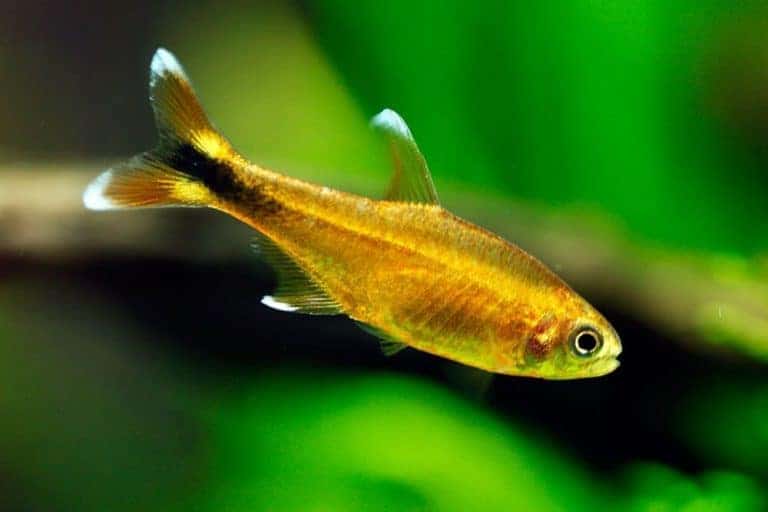 Hasemania nana (Silver Tip Tetra)