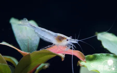 Skyfish - Neocaridina davidi 'Snow ball'(Snow ball Shrimp)