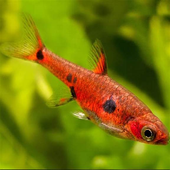 Boraras Maculatus (Spotted Dwarf Rasbora)