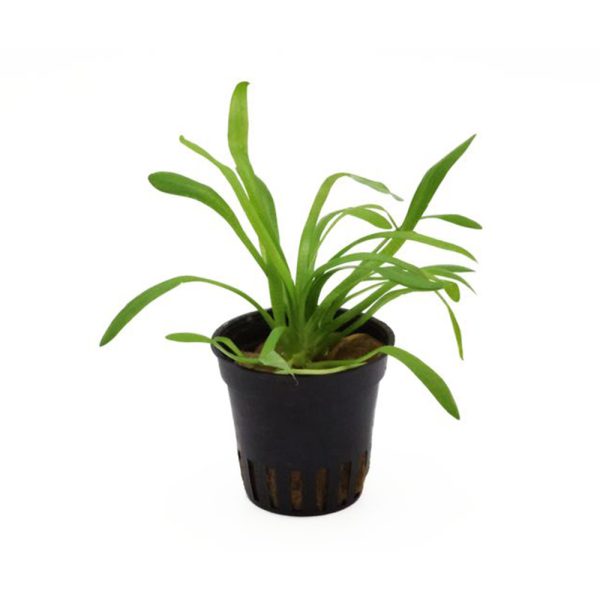 Stoffels -  Sagittaria subulata 'teres'