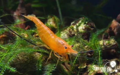 Skyfish - Neocaridina davidi 'Sunkist' (Sunkist Shrimp)