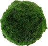 Dennerle - Aegagropila linnaei (Super Moss Balls)- Loose each