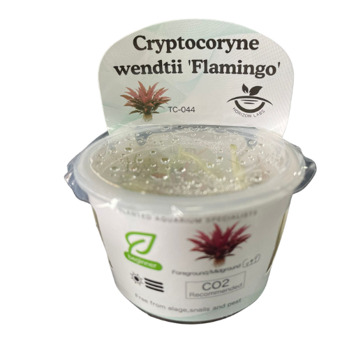 Horizon - Cryptocoryne wendtii 'Flamingo'