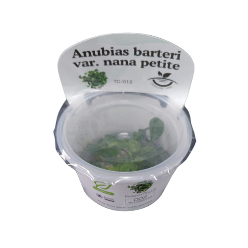 Horizon-Anubias barteri var. nana petite