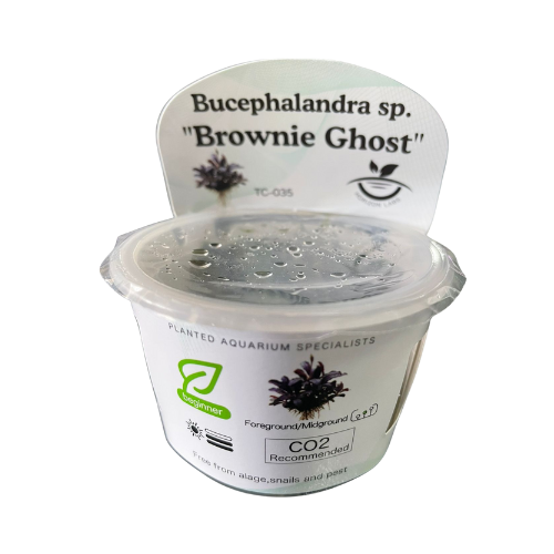 Bucephalandra brownie ‘Ghost’ TC