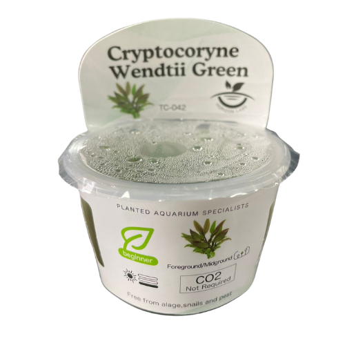 Horizon- Cryptocoryne wendtii 'Green'