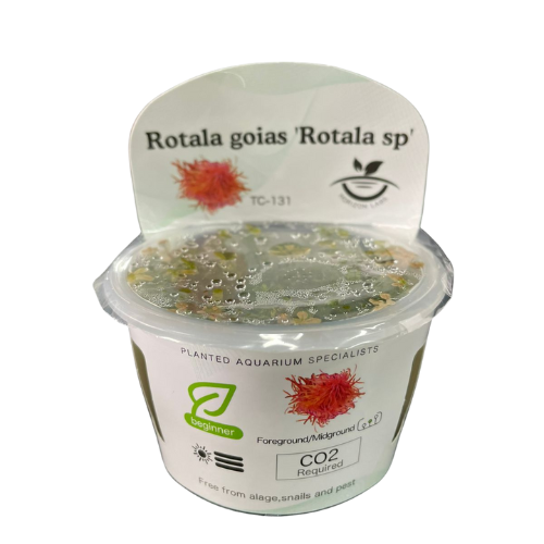 Horizon - Rotala goias