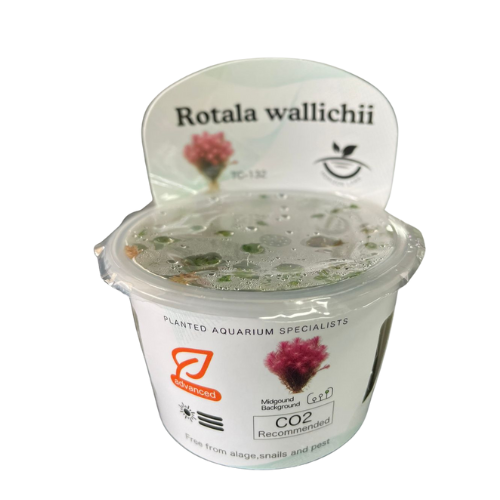 RSK -Rotala Wallichii