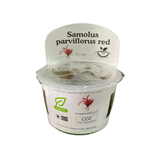 Horizon - Samolus parviflorus red