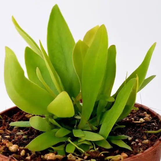 Horizon - Utricularia Longifolia