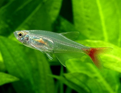 Prionobrama  filigera (Glass bloodfin tetra)