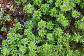 Tortula Ruralis (Star moss)