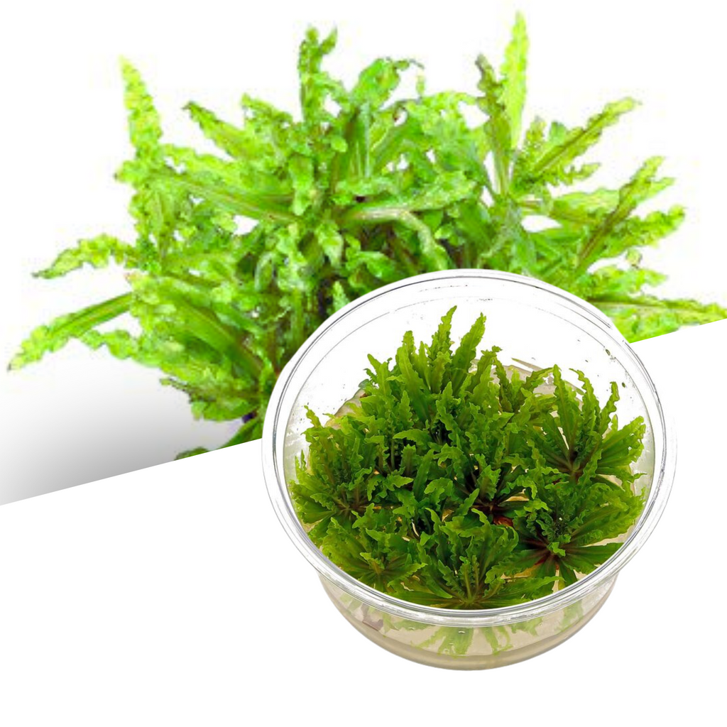 ADA - Pogostemon helferi Tissue Culture Small Cup