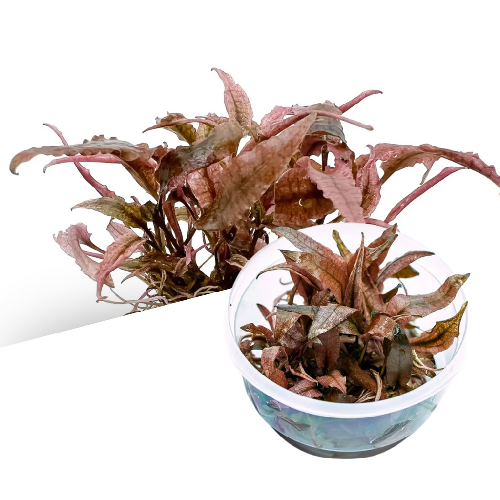 ADA - Cryptocoryne wendtii (Pink Panther) Tissue Culture Small Cup