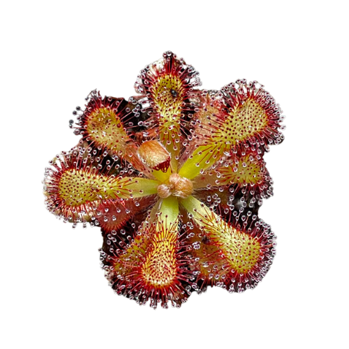 Drosera vensusta