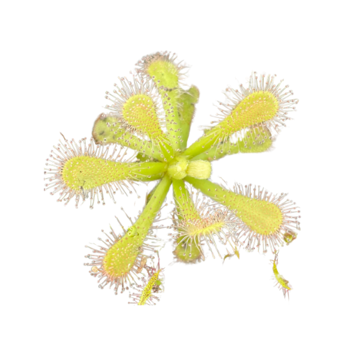 Drosera vensusta alba