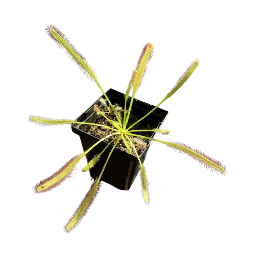 Drosera capensis typical