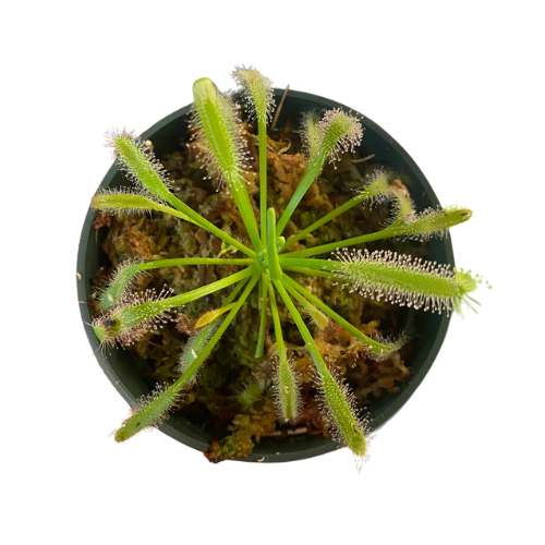 Drosera capensis alba