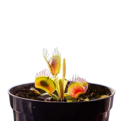 Venus fly trap