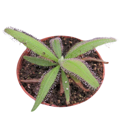 Drosera adelae