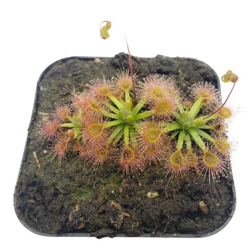 Drosera pulchella x omissa