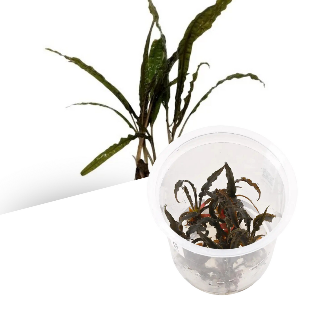 ADA - Cryptocoryne balansae