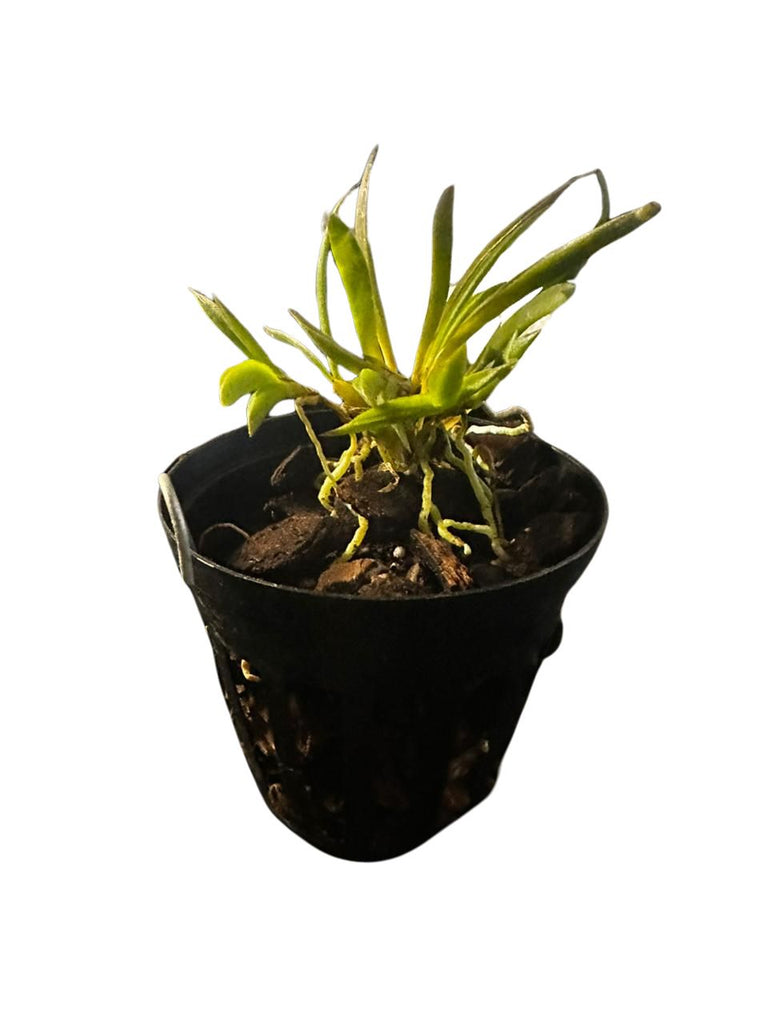 Mini Orchid - Tolumnia (Jairak x sylvestris 'mauve)