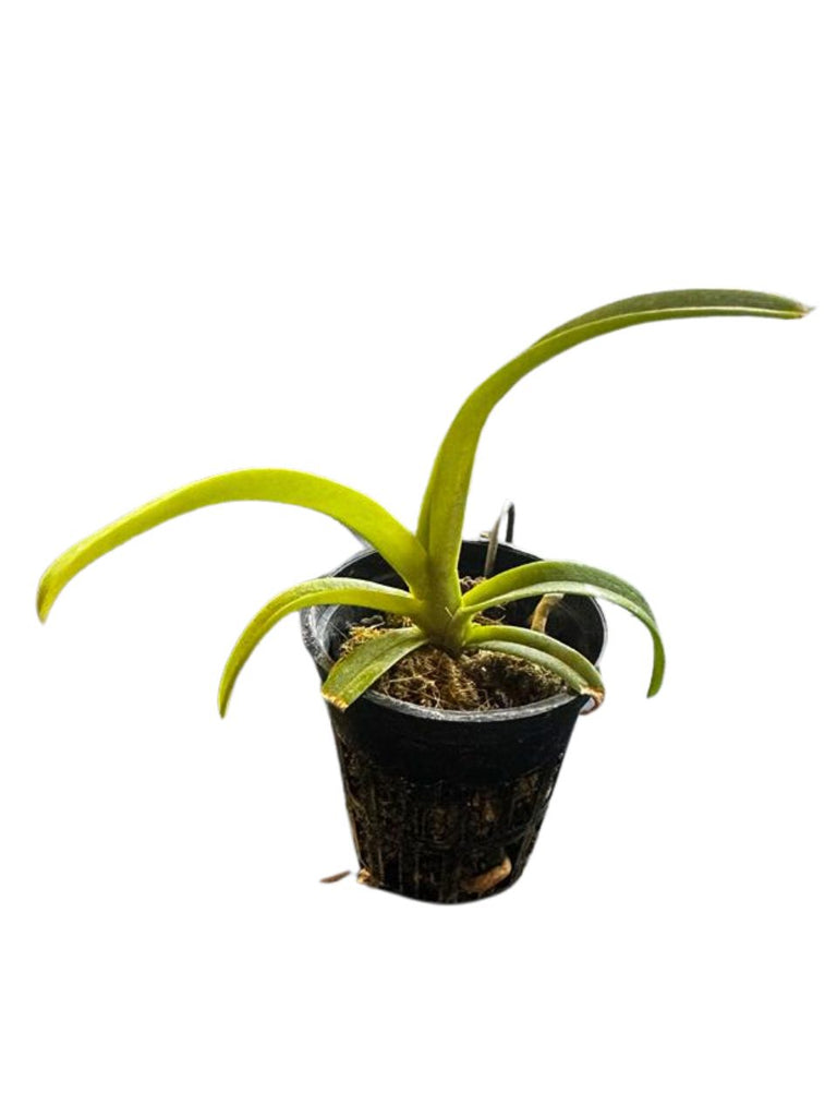 Mini Orchid - Sarcochilus (hartmanii 'white')