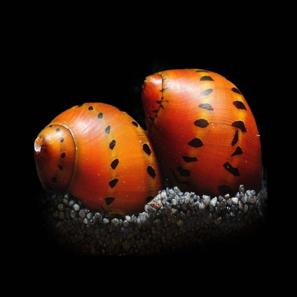 Red Spotted Nerite Snail