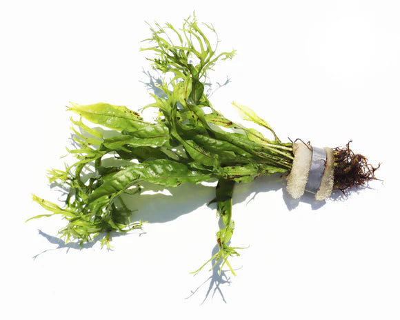 Microsorium pteropus 'Windeløv'