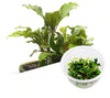 ADA - Bucephalandra pygmaea (Sintang) Tissue Culture Small Cup