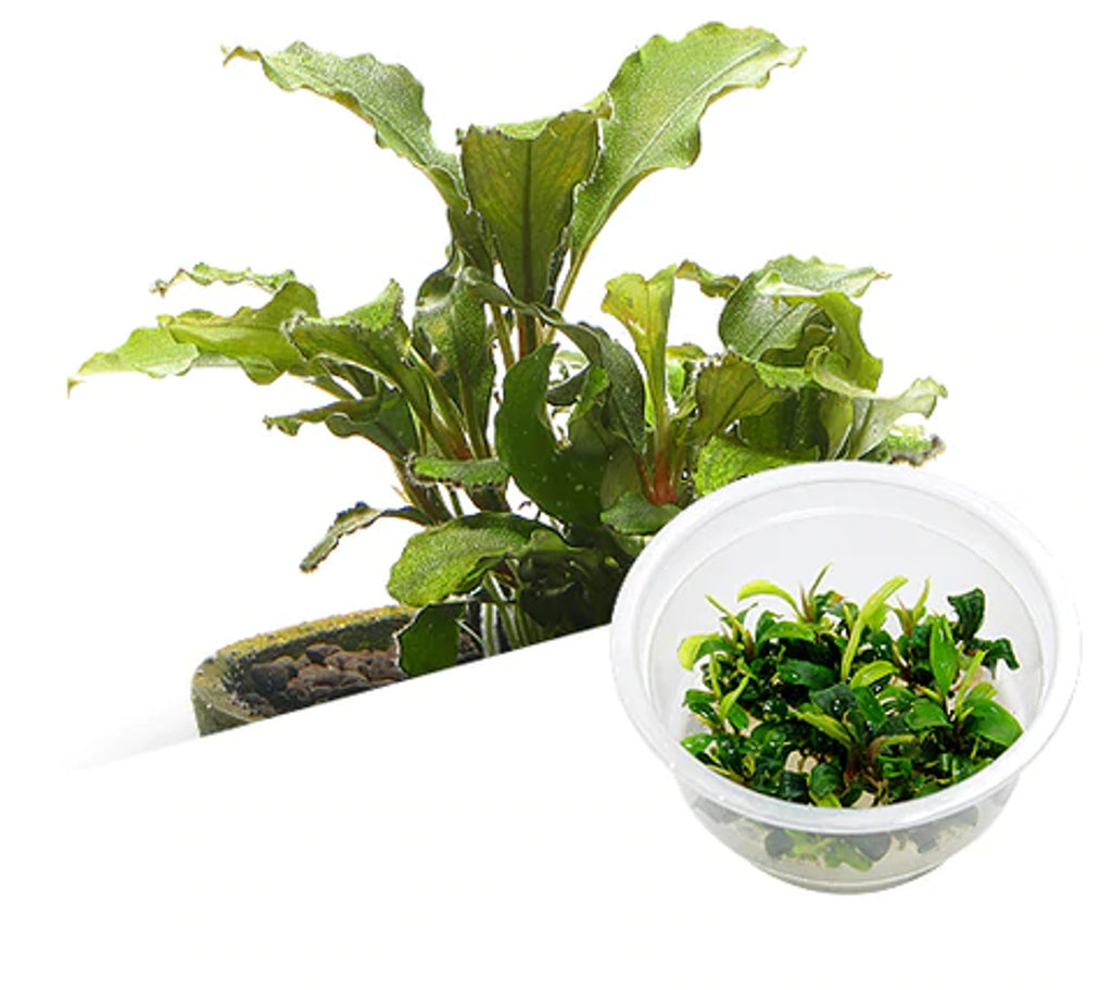 ADA - Bucephalandra pygmaea (Sintang) Tissue Culture Small Cup