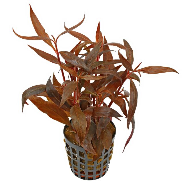 Kaiser Aquatics - Alternanthera Reinickii mini